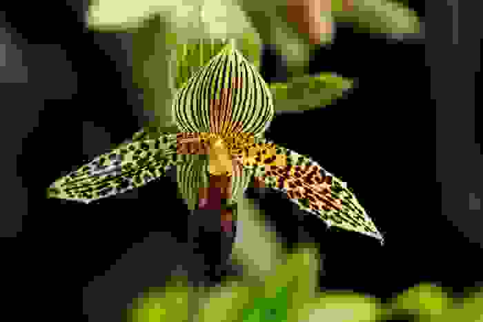 fiori rari
