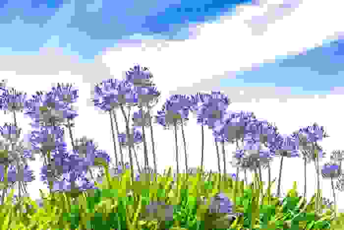 fiori di stagione
