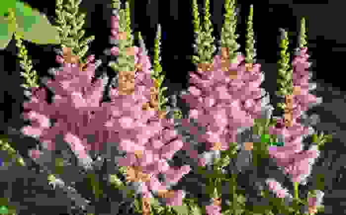 Astilbe x arendsii