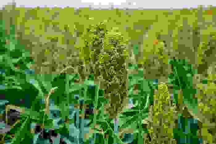 farina di sorgo
