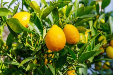 Tutto quel che c’è da sapere sul limequat, il frutto a metà tra il lime il kumquat