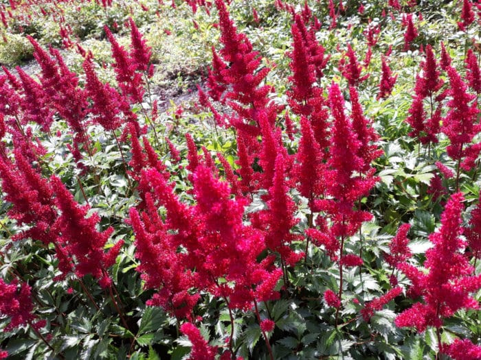 astilbe japonica montgomery
