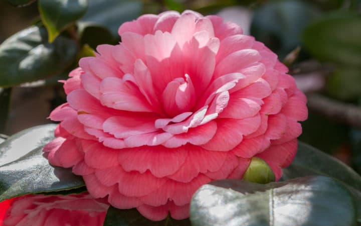 Il Fiore Piu Bello E Raro Al Mondo
