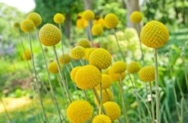 Craspedia, la plante qui a de nombreux points jaunes comme des fleurs
