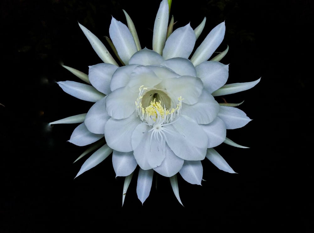 Fiori rari: l'elenco dei fiori rari nel mondo