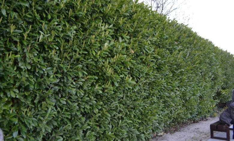 Prunus laurocerasus lauroceraso