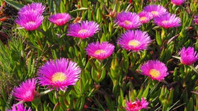 Carpobrotus