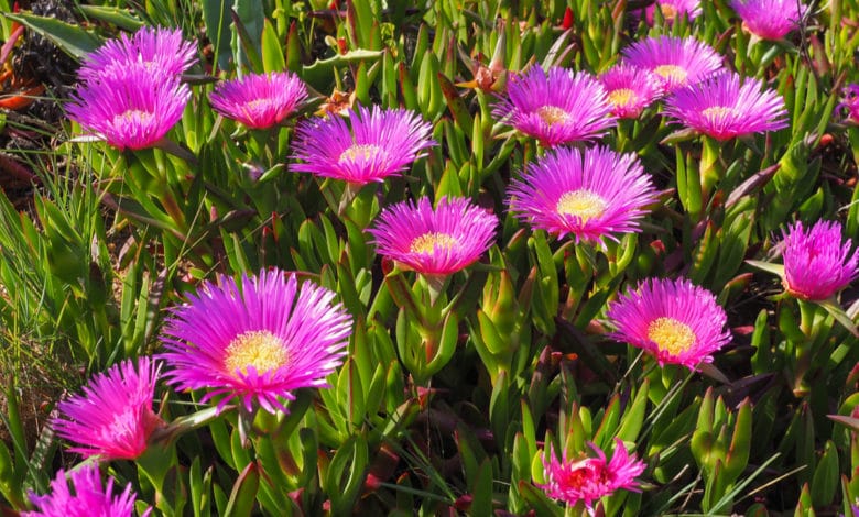 Carpobrotus