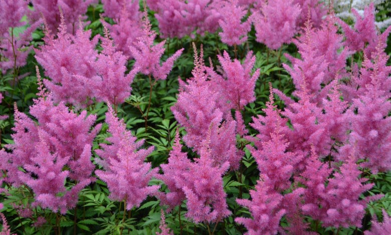 astilbe