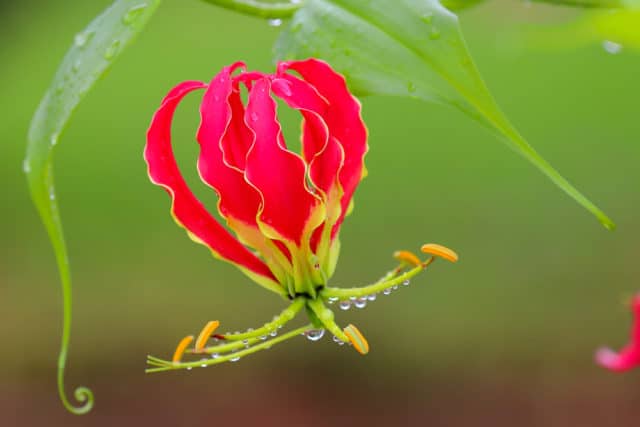 Il Fiore Piu Bello E Raro Al Mondo Mulan