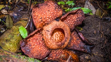 Rafflesia Tuan-Mudae
