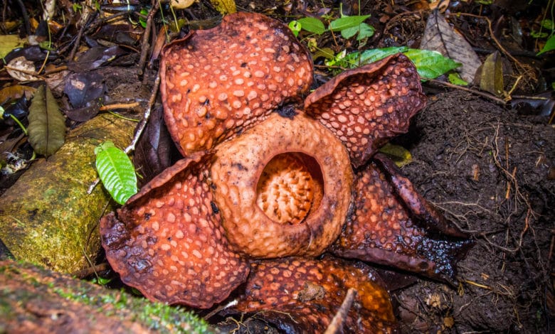 Rafflesia Tuan-Mudae