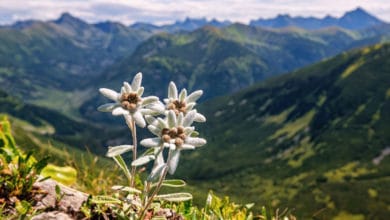 fiori di montagna