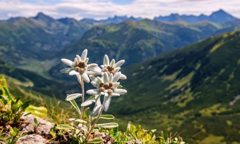 fiori di montagna