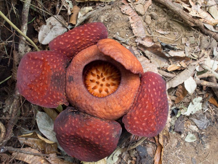 Rafflesia Tuan-Mudae