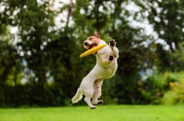 Parco giochi per cani: quali sono le strutture in Italia?