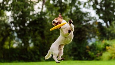 parco giochi per cani