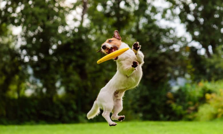 parco giochi per cani