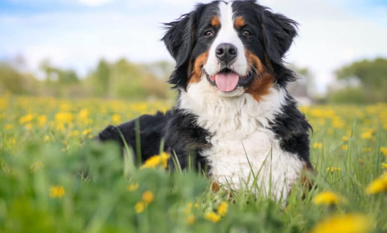 cane pastore del bernese