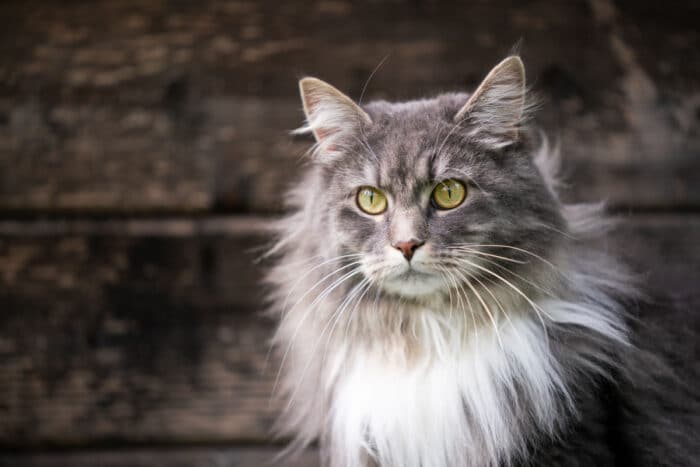 gatto maine coon