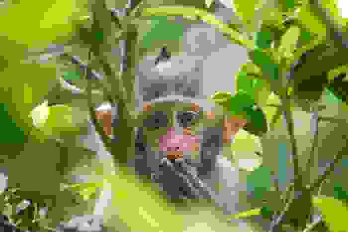 scimmie