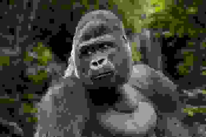 gorilla