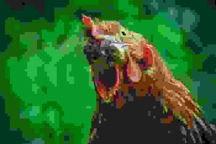 differenza tra pollo e gallina
