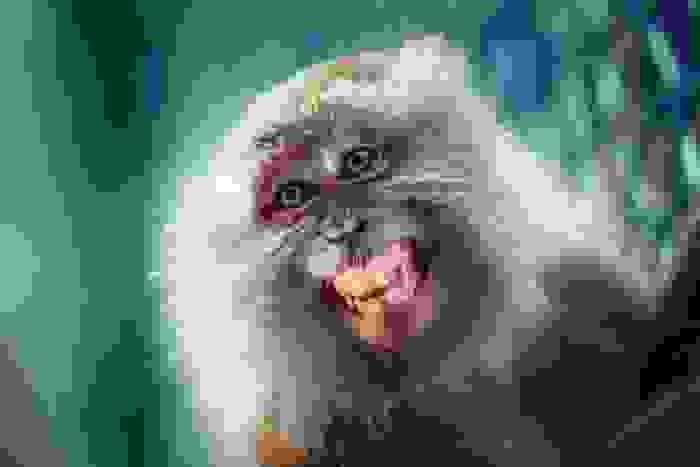 scimmie