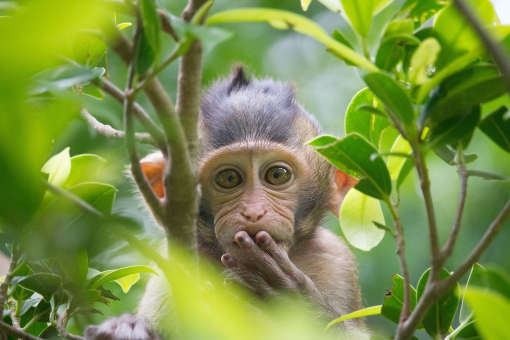 Scimmie classificazione, specie e curiosità sul primate più vicino a noi Scimmie classificazione, specie e curiosità sul primate più vicino a noi