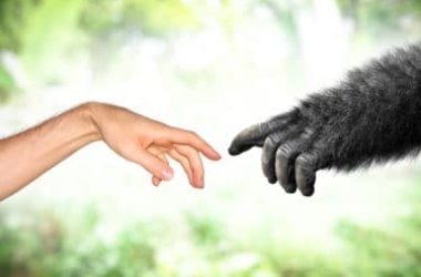 Conosciamo le scimmie e i tanti punti di contatto con gli esseri umani