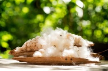 Scopriamo il kapok fibra naturale che si ricava dal Ciba