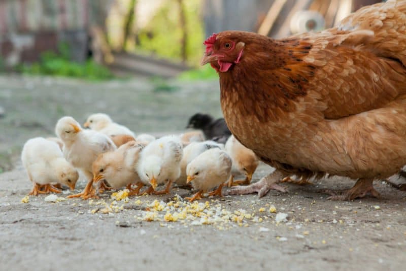 Pollo Che Non Si Regge Sulle Zampe
