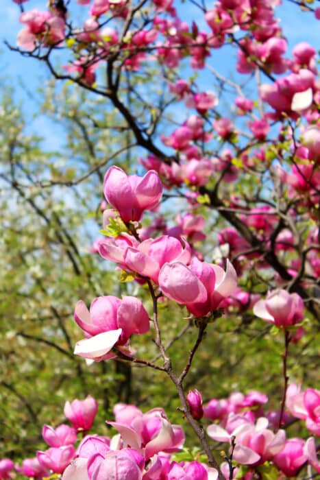 fioritura magnolia