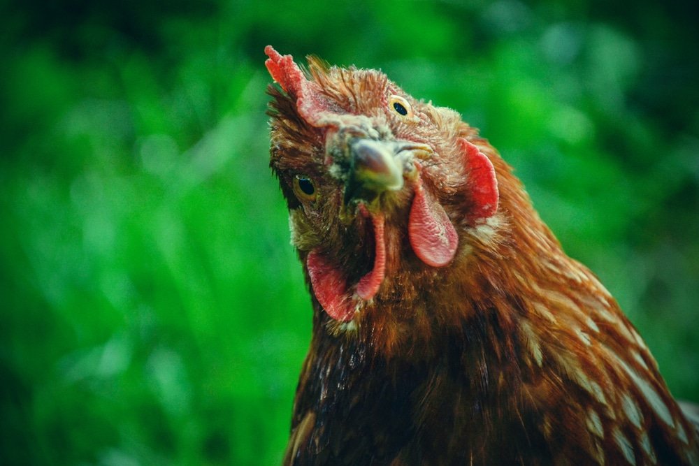 Differenza Tra Pollo E Gallina E Gallo