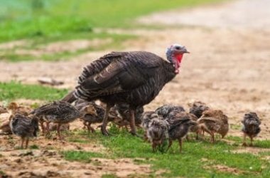 Pollo e tacchino: quali sono le differenze tra questi animali?