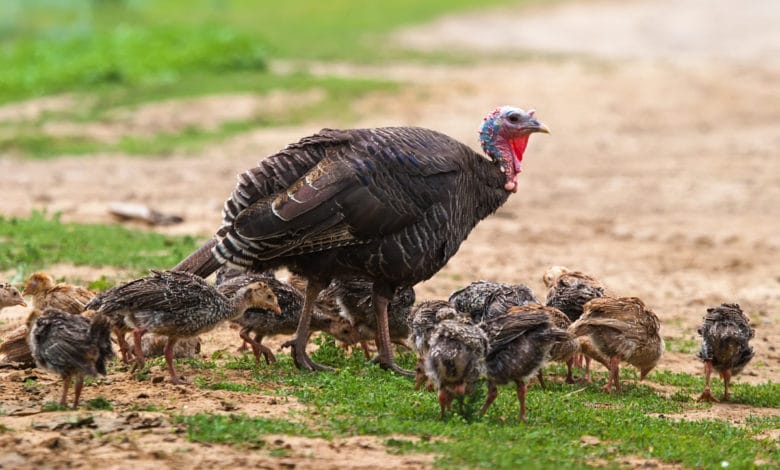 differenze tra pollo e tacchino