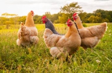Connaissez-vous la différence entre le poulet, la poule et le coq?  Un guide pratique