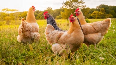 differenza tra pollo e gallina