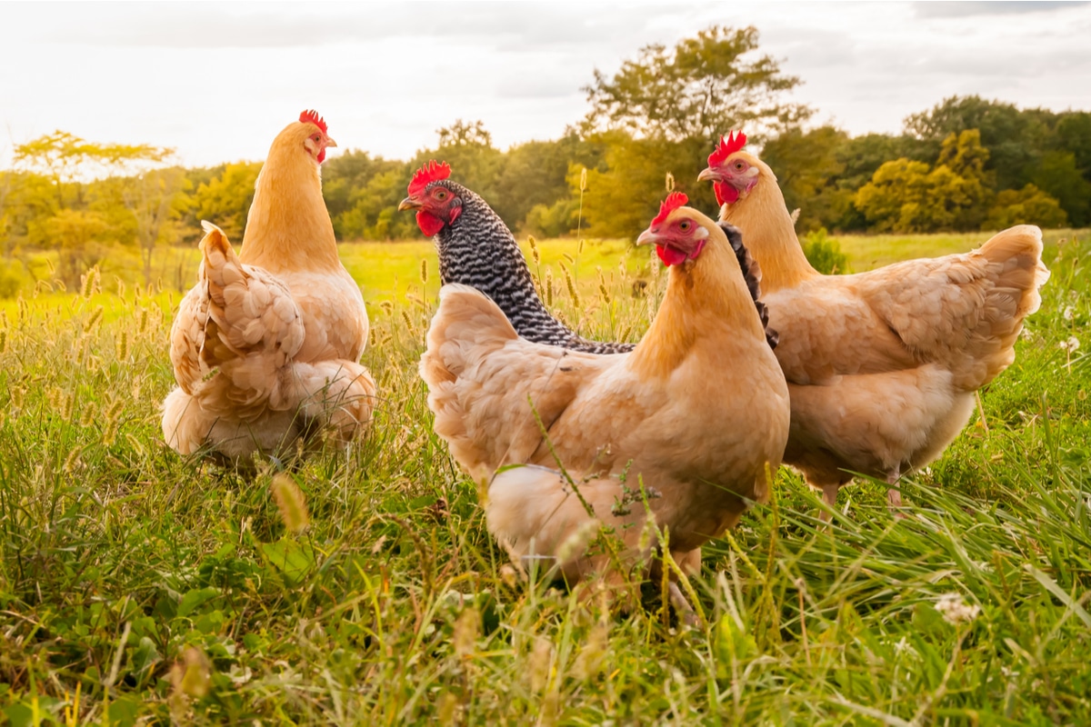 Qual è la differenza tra pollo e gallina? La guida facile Qual è la differenza tra pollo e gallina? La guida facile