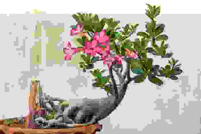 rosa del deserto