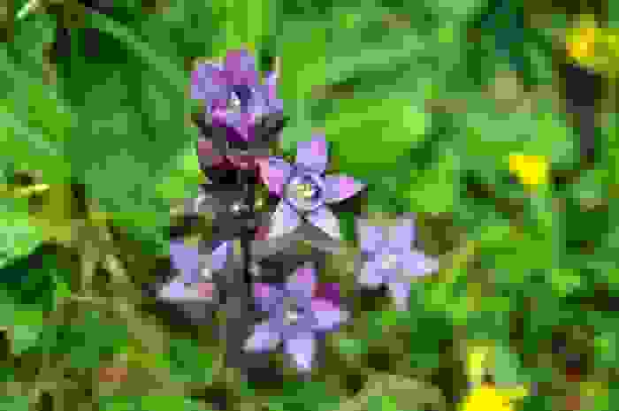 fiori di montagna