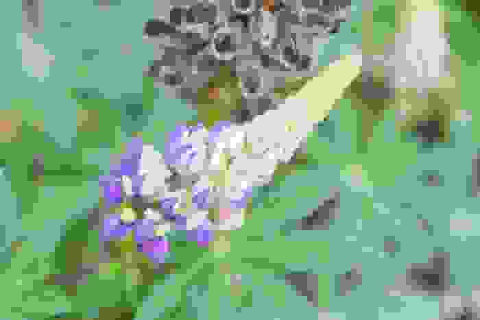 fiori di montagna