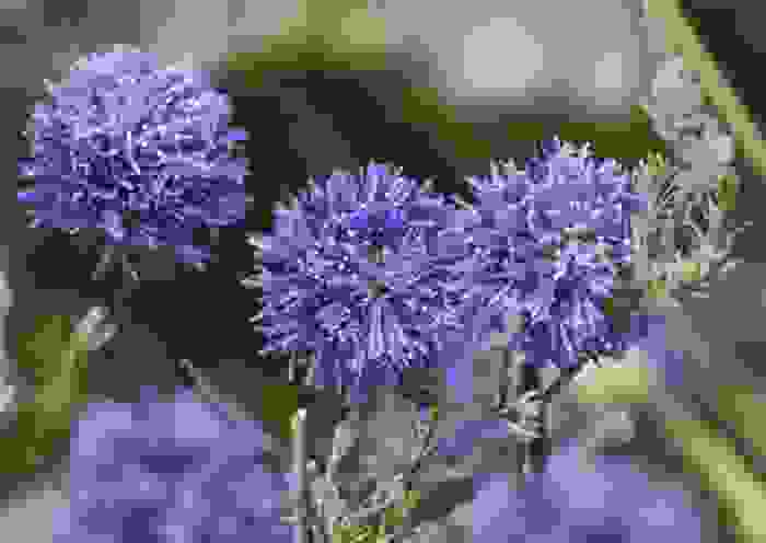fiori di montagna