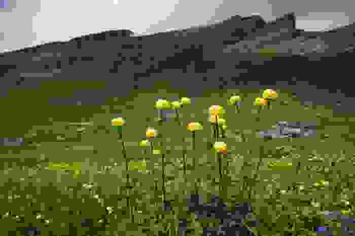 fiori di montagna - botton d'oro