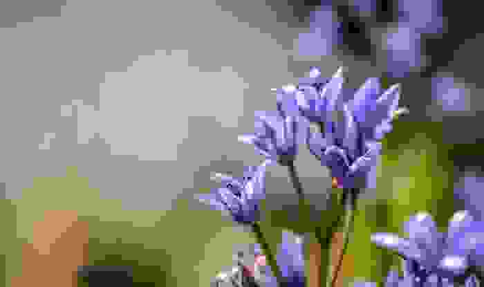 fiori di montagna scilla bifolia