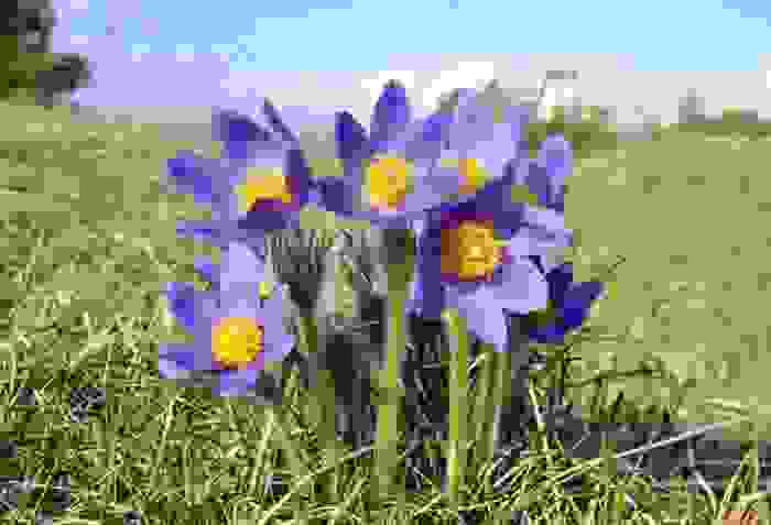 fiori di montagna - pulsatilla montana