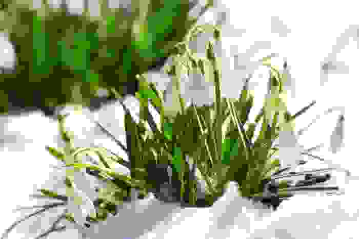 fiori di montagna - bucaneve