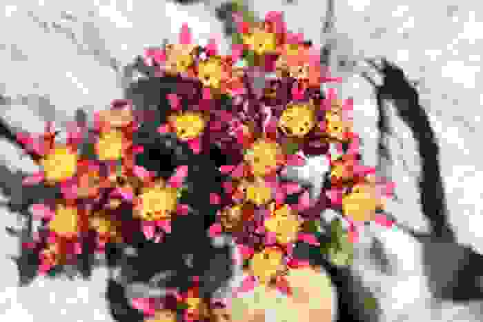 fiori di montagna