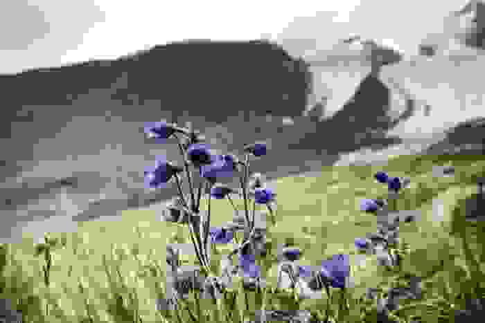 fiori di montagna