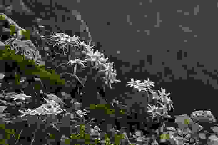fiori di montagna stella alpina